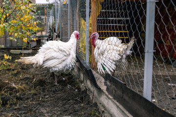 Breeding turkeys on the farm