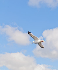Seagull in flight