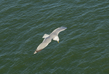 Closeup of a Seagull in flight