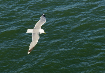 Closeup of a Seagull in flight