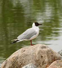 Black-headed gull, common to Europe, infrequently seen on the Eastern coast of US