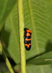 bug