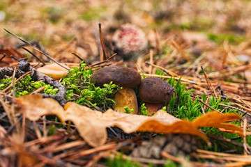 Two small mushrooms sprouting through the soil in the autumn forest
