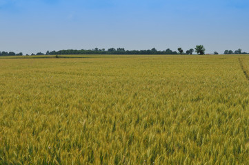 field of wheat corn background