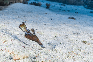 Robust Ghostpipefish in the Red Sea