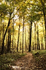 Naklejka premium Autumn Trail