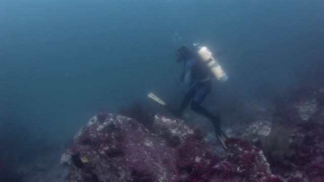 Scuba divers underwater in Galapagos. Unique beautiful video. Abyssal relax diving in world of wildlife. Natural aquarium of sea and ocean. Multicolor animals.
