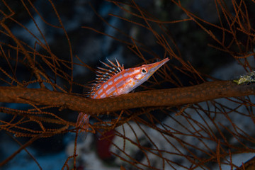 Longnose hawkfish in the Red Sea