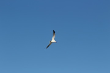 Seagull in flight