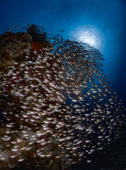 Naklejka na ściany i meble Beautiful corals and glass fish