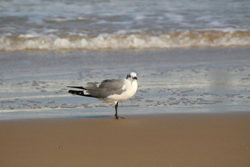 Seagull on the beach in Texas USA