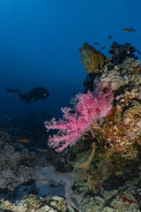 Naklejka na ściany i meble Scuba diver and beautiful corals