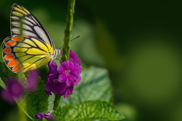 Common grass yellow butterfly with a smooth green background