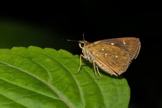 Vindhyan Bob Butterfly perched on a green leaf