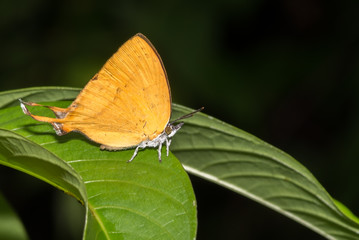 Yamfly Butterfly perched on a green leaf
