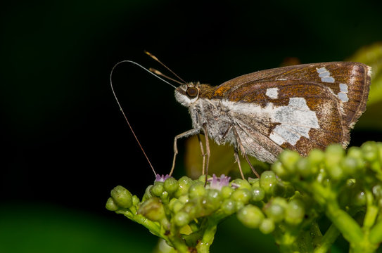 Grass demon Butterfly perched on its nectaring plant