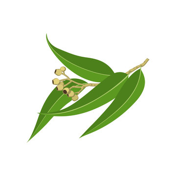 Eucalyptus branch with leaves. Vector illustration cartoon flat icon isolated on white.