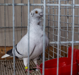 gray pigeon