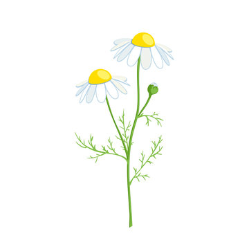 Chamomile stem with leaves and flowers. Vector illustration cartoon flat icon isolated on white.