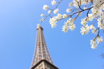 Eiffel tower and blue sky with white flower
