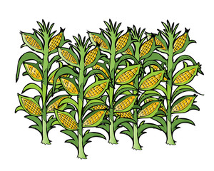 corn field © Sergio J Lievano