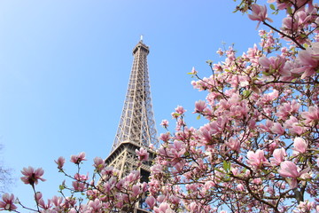 Eiffel　Tower with 　Magnolias