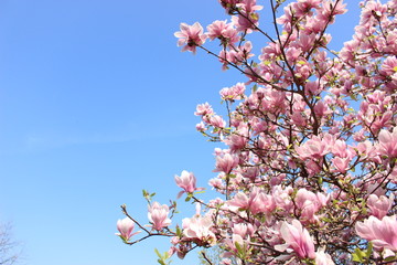 PInk magnolias in full bloom