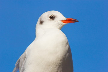 Profilo di gabbiano comune