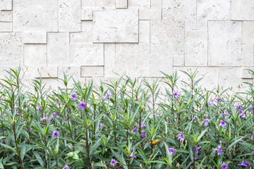 Violet flower on brick wall background