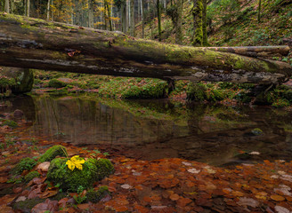 Baumstamm im Monbachtal