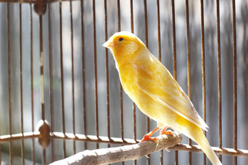 Beautiful yellow canary sitting on the cage under the sun shine