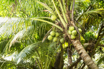 Coconut tree. Palm. Asia, Thailand, Coconut tree. 
