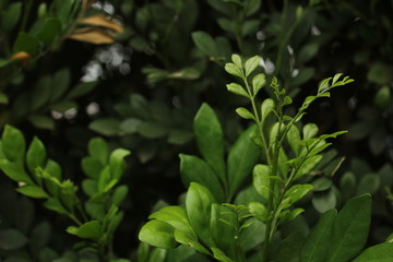 Fototapeta na wymiar Green Plant Leaves