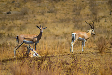 hree antelopes in the savanna