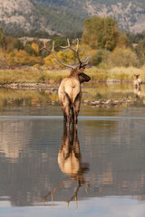 Bull Elk Reflection During the Fall Rut