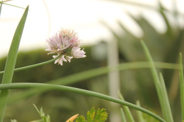 Chive Flower