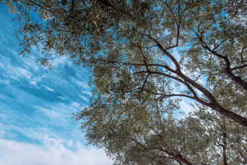 Under olive tree