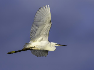 Little Egret in Flight on Blue Sky
