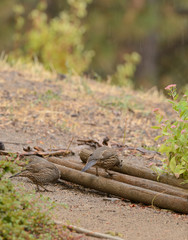Quail in search of food