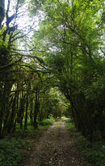 Mountain trail in sub-tropical,gloomy forest.