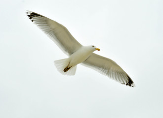 Obraz premium seagull in flight 