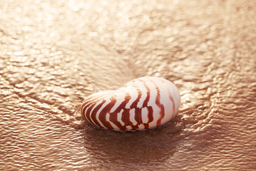 seashell nautilus on sea beach with waves under sunrise sun light