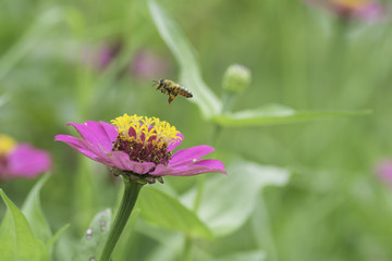 Bees are flying to the Zinnia  flowers.