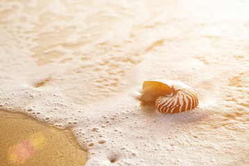 seashell nautilus on sea beach with waves under sunrise sun light