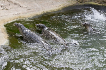 Harbor seal during feeding