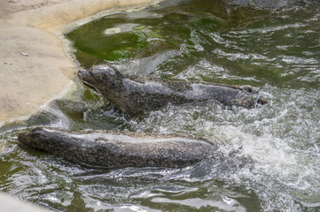 Harbor seal during feeding