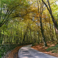 Camino del bosque