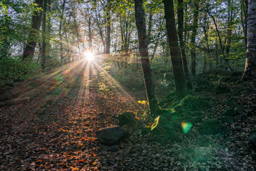 Bosque iluminado