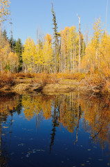 Fototapeta na wymiar Fall colors around Moose Lake in Northern Idaho