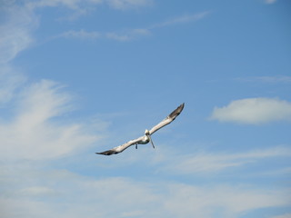Fliegender Pelikan